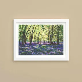 Bluebell Glade - Print