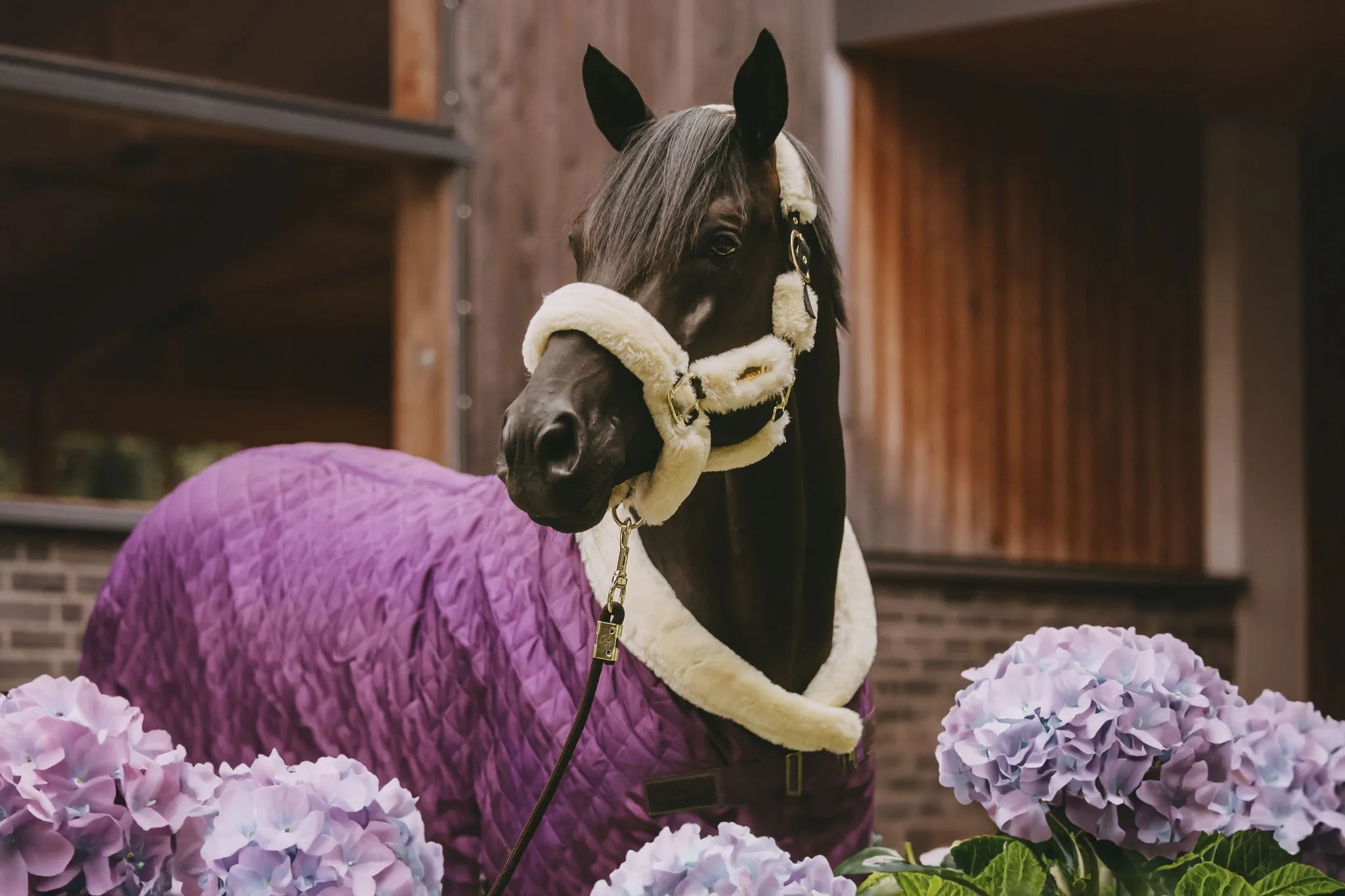 Show Rug Royal Purple