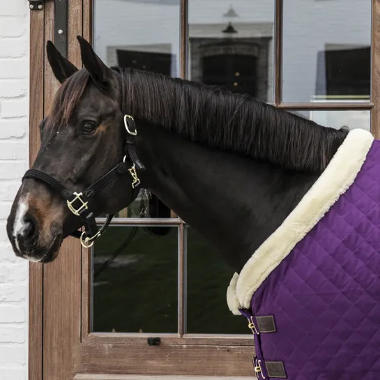 Show Rug Royal Purple