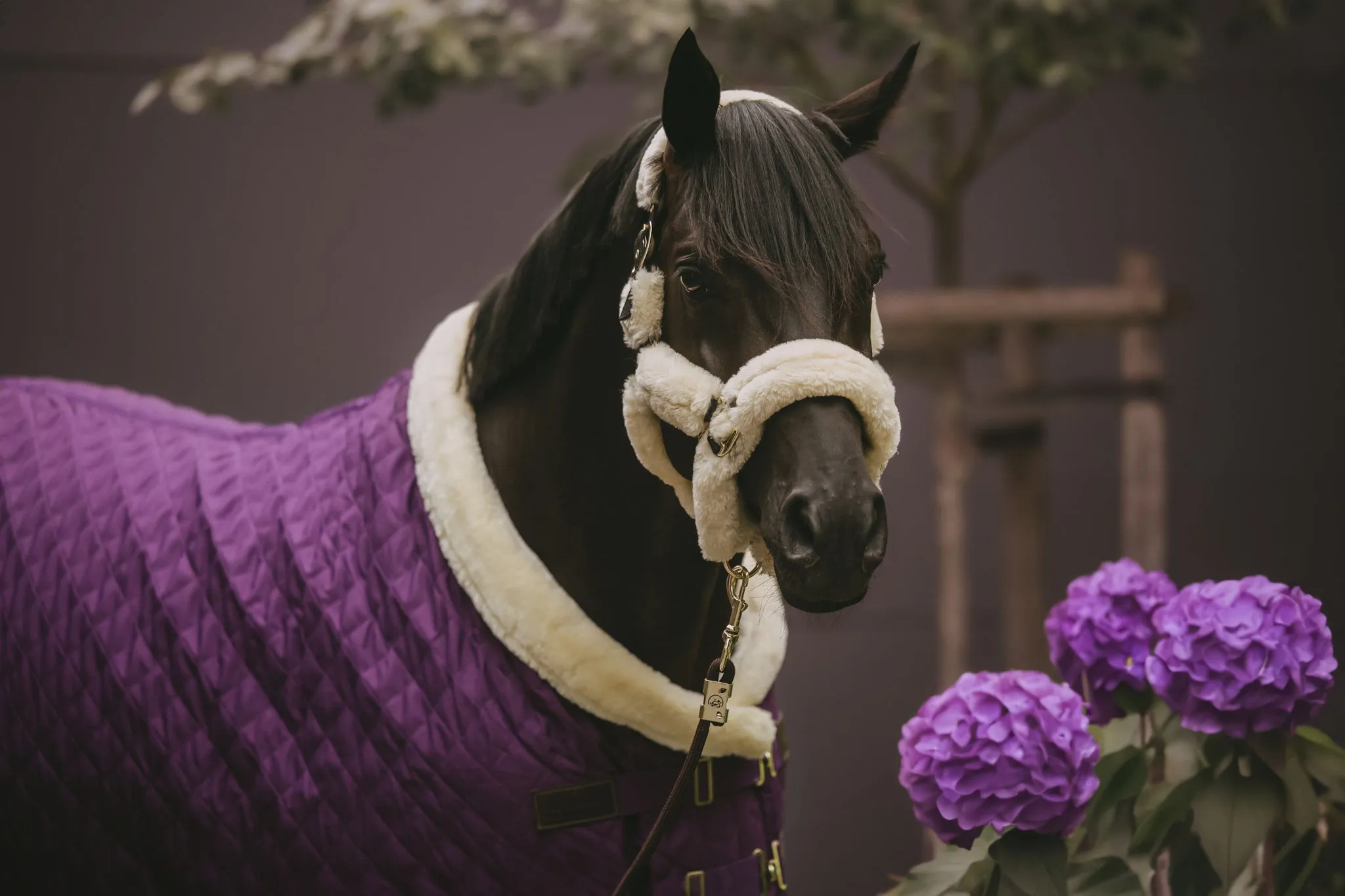 Show Rug Royal Purple